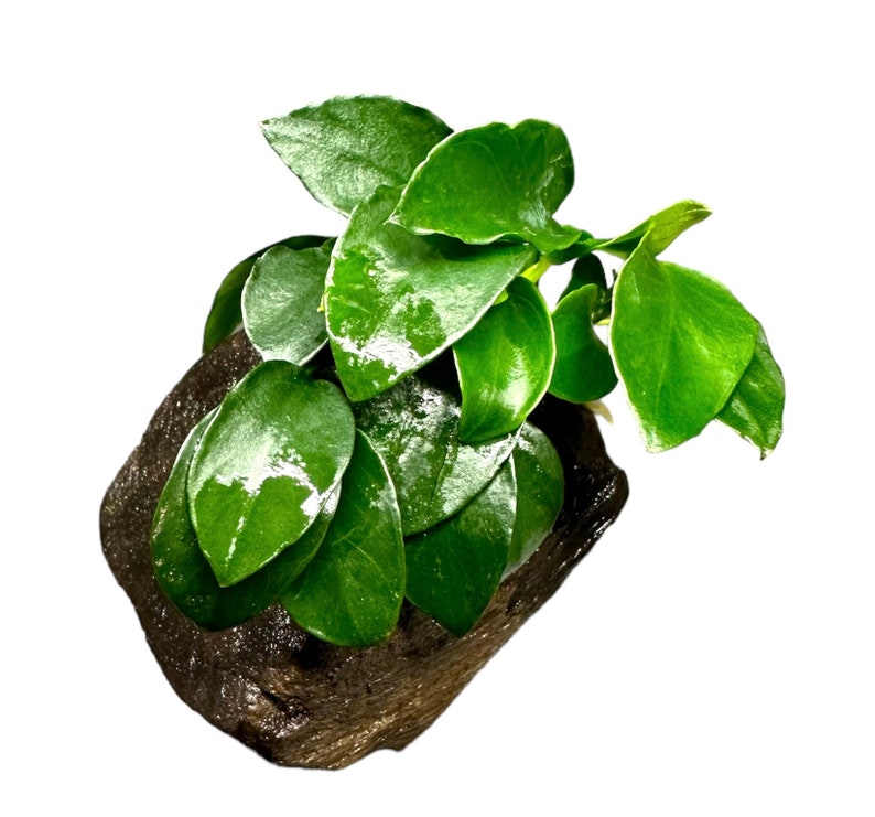 Anubias Nana Petite on Driftwood Live Aquarium Plant AquaScape image 4