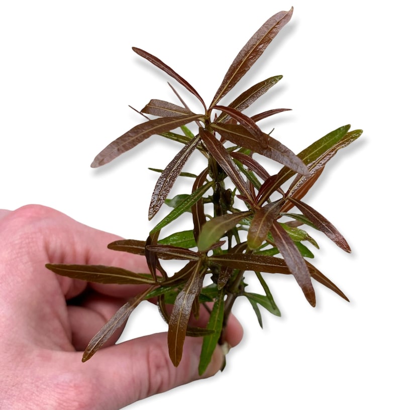 Hygrophila Araguaia Hygro Lancea 'Araguaia' Bunch BUY3GET1FREE Live Aquarium Plant image 2