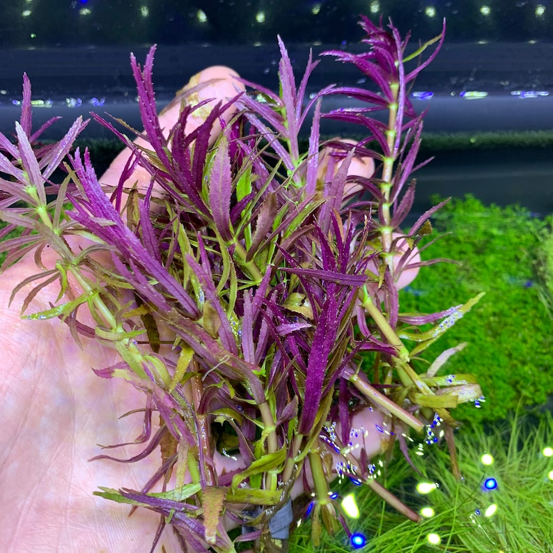 Limnophila Aromatica BUY3GET1FREE Live Aquarium Plant AquaScape image 2