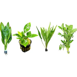 May include: A collection of four distinct aquatic plants. The first is a bunch of long, smooth green leaves with a weighted base. The second is a leafy plant in a black plastic pot. The third features slender, pointed green leaves. The fourth is a bunch of feathery, serrated green leaves tied at the base.