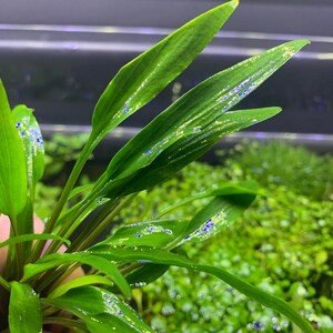Op de afbeelding: Een close-up van een bos groene waterplanten met blauwe stippen op de bladeren. De planten bevinden zich in een aquarium of vijver.