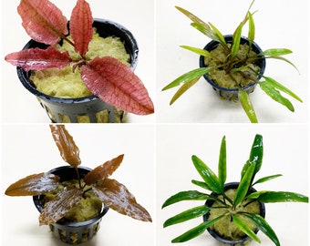 Cryptocoryne Plant Pack, assorted - 4 plants | Value Bundle/Pack | Live Aquarium Plant