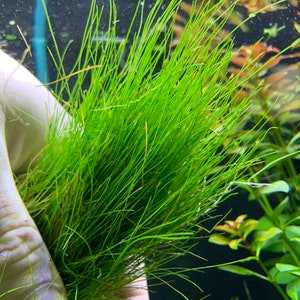 Dwarf Hairgrass Eleocharis Parvula BUY3GET1FREE Live Plant image 2
