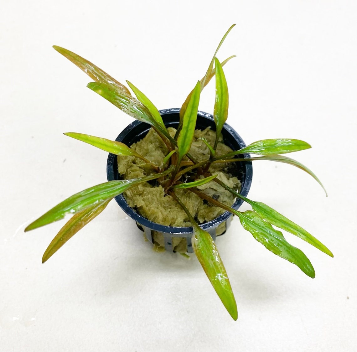 Cryptocoryne Lucens Live Aquarium Plant – Buy 3 Get 1 Free! Freshwater Aquascape Plant