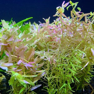 Rotala Indica BUY3GET1FREE Live Aquarium Plant image 1