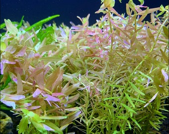 Rotala Indica - BUY3GET1FREE - Live Aquarium Plant