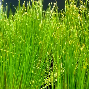 Dwarf Hairgrass Eleocharis Parvula BUY3GET1FREE Live Plant image 6