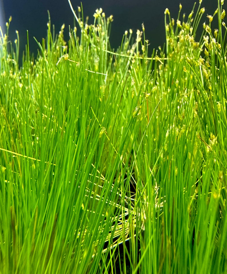 Dwarf Hairgrass Eleocharis Parvula BUY3GET1FREE Live Plant image 6