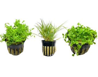 Foreground Beginner Bundle Pack of 3 Pots - Live Aquarium Plants