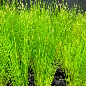 Dwarf Hairgrass Eleocharis Parvula BUY3GET1FREE Live Plant image 7