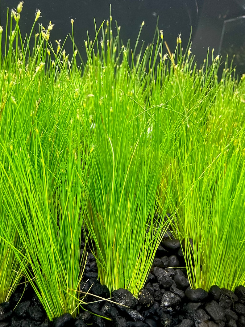 Dwarf Hairgrass Eleocharis Parvula BUY3GET1FREE Live Plant image 7