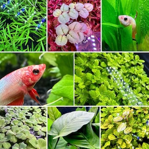 AquaticMotiv® Betta pack 4 plants - beginner live aquarium plants for bettas