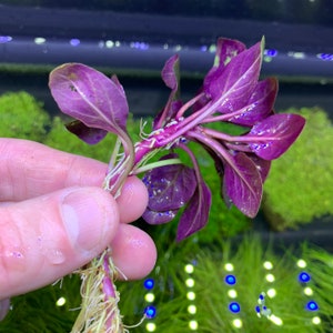 Lobelia Cardinalis (Cardinal Plant &#39;Dwarf&#39;) - BUY3GET1FREE - Live Aquarium Plant