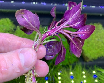 Lobelia Cardinalis (Cardinal Plant 'Dwarf') - BUY3GET1FREE - Live Aquarium Plant