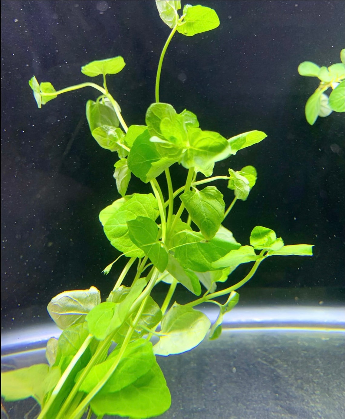 Mint Charlie micromeria Brownei BUY3GET1FREE Live Etsy