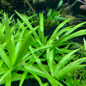 6 Premium Green Plants Assorted Pack Live Aquarium Plants image 3