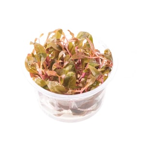Alternanthera Reineckii Mini Tissue Culture - Live Aquarium Plants Freshwater