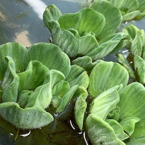 May include: Close-up of a group of green water plants with ruffled leaves. The plants are floating in clear water.