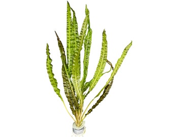 Crypt Balansae (Cryptocoryne Sp.) -BUY3GET1FREE- Live Aquarium Plant AquaScape