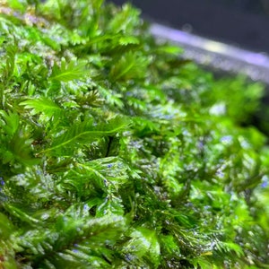 May include: Close-up of vibrant green aquatic plant life, possibly moss or a similar species. The image highlights the intricate texture and detail of the plant's leaves, with a focus on the lush, dense growth. The color is a rich, natural green.