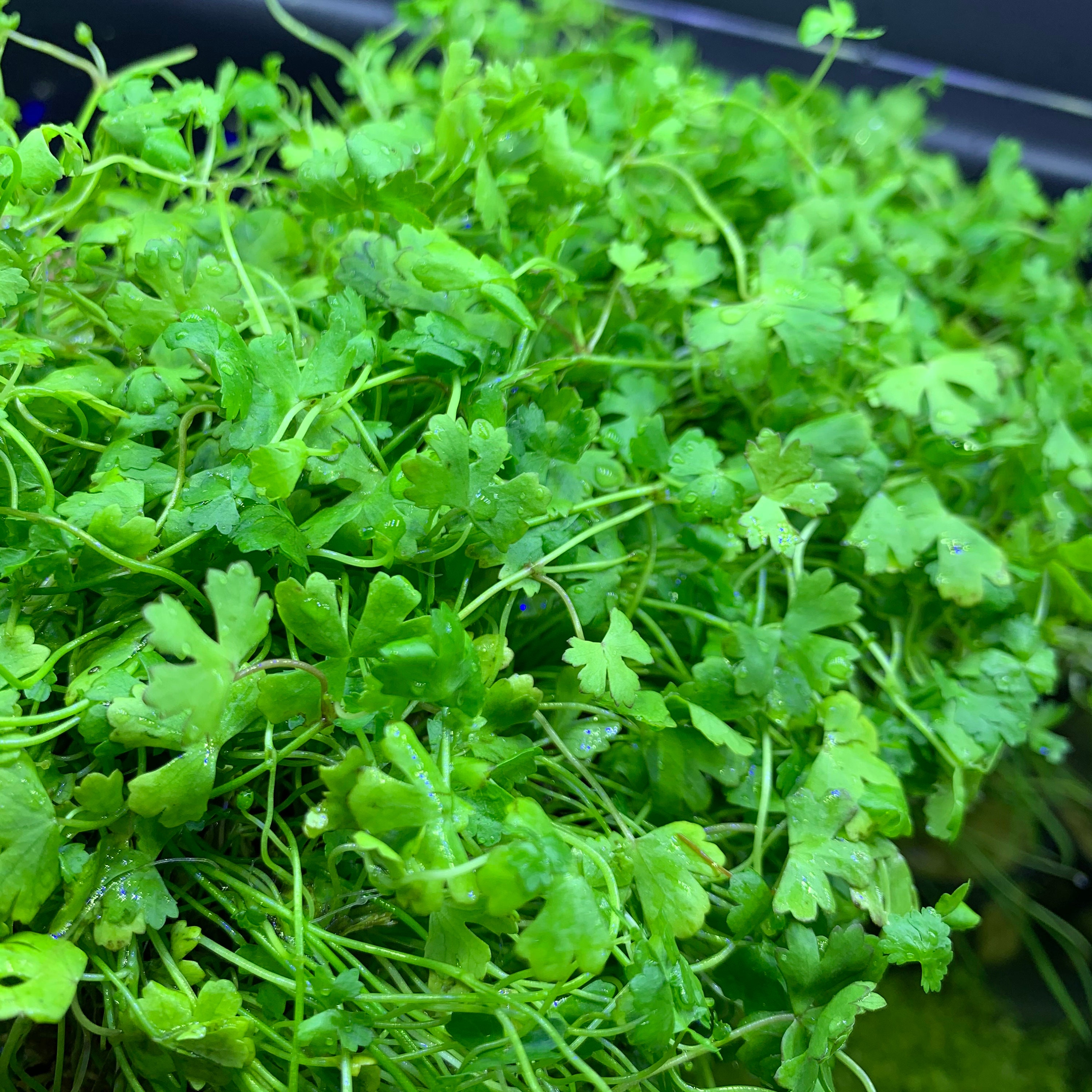 Hydrocotyle Tripartita Sp Dwarf Japan Etsy Hydrocotyle Tripartita Sp Dwarf Japan Etsy