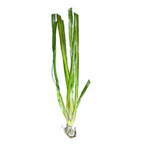 Jungle Val Vallisneria americana BUY3GET1FREE Live Aquarium Plant AquaScape image 3