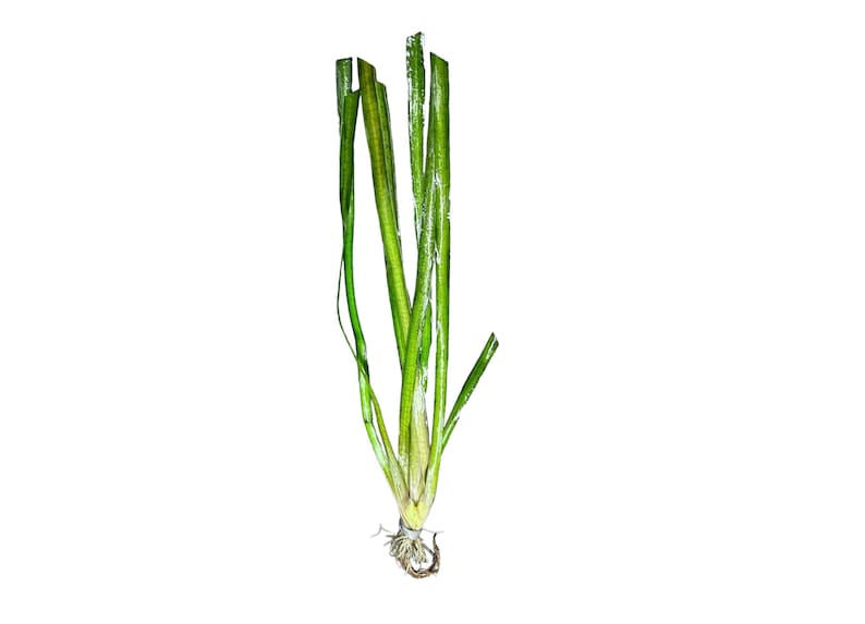 Jungle Val Vallisneria americana BUY3GET1FREE Live Aquarium Plant AquaScape image 3