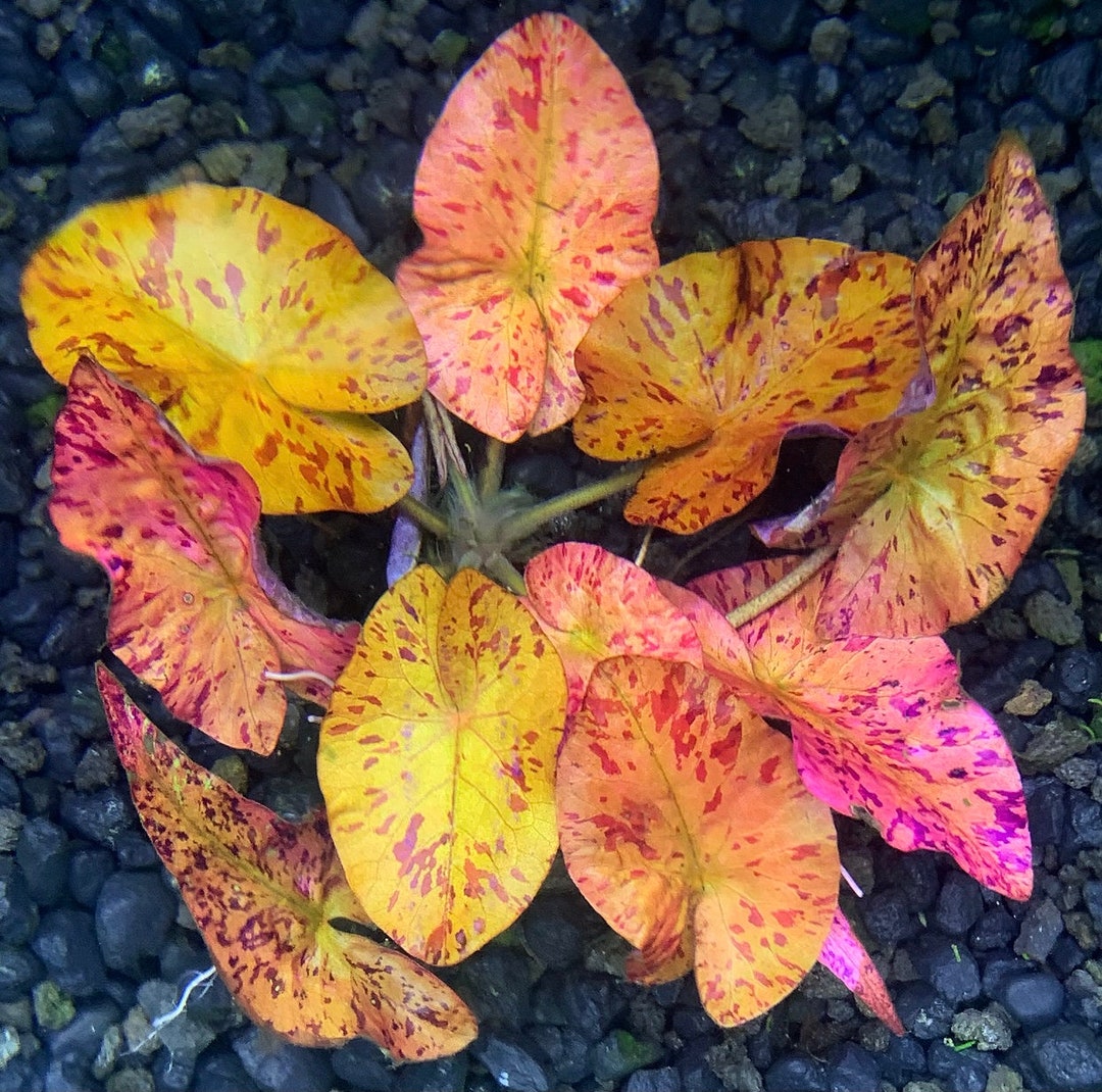 Red Tiger Lotus 1 BULB nymphaea Zenkeri BUY3GET1FREE Live Aquarium Red