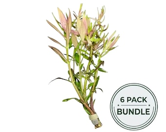 6 Limnophila Hippuridoides Bundle | Value Bundle/Pack | Live Aquarium Plant
