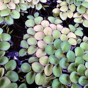 Salvinia Cucullata Floating Plant: Live Aquarium Pond Clump