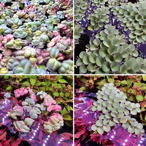 May include: A collage of four images showing different types of aquatic plants. The top left image shows a close-up of a cluster of small, pink and green leaves. The top right image shows a cluster of round, green leaves floating on the surface of the water. The bottom left image shows a cluster of pink and green leaves growing in a tank. The bottom right image shows a cluster of round, green leaves floating on the surface of the water.