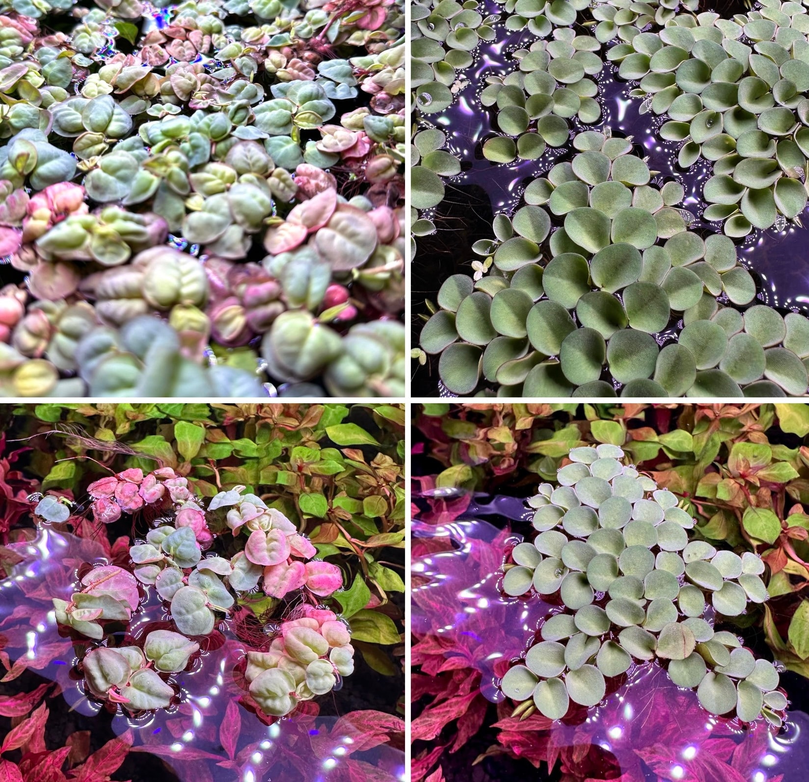 Floating Aquarium Plant Pack - Red Root Floaters + Salvinia Cucullata - Easy Care - Live Pond Aquarium Floating Plant