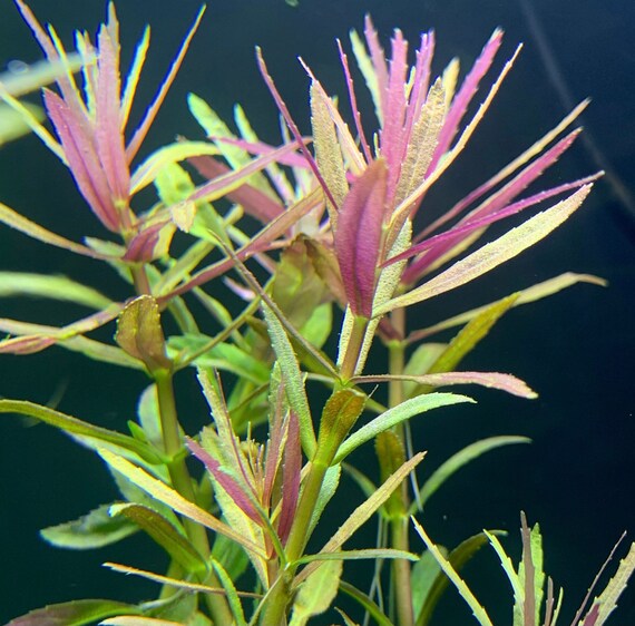 Limnophila Hippuridoides – Plantek Lab
