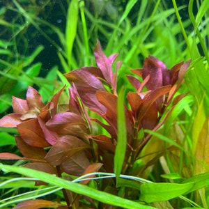 LUDWIGIA PALUSTRIS BUY3GET1FREE Live Red Aquarium Plant image 3