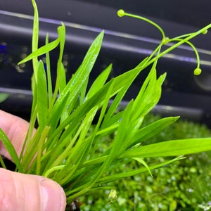 May include: A bunch of green aquatic plants with long, thin leaves and small, yellow flowers.