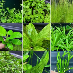 6 Premium Green Plants Assorted Pack Live Aquarium Plants image 1