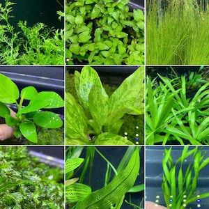 6 Premium Green Plants Assorted Pack - Live Aquarium Plants