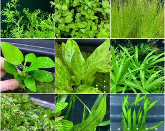 May include: A collection of nine different types of green aquatic plants. The plants are arranged in a grid pattern, with each plant occupying a separate square. The plants are all in various shades of green, and some have a variegated pattern.