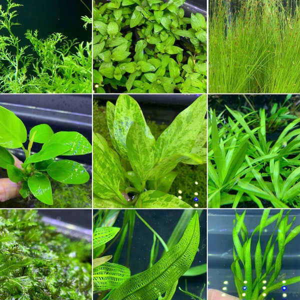 Live Aquarium Plants Etsy