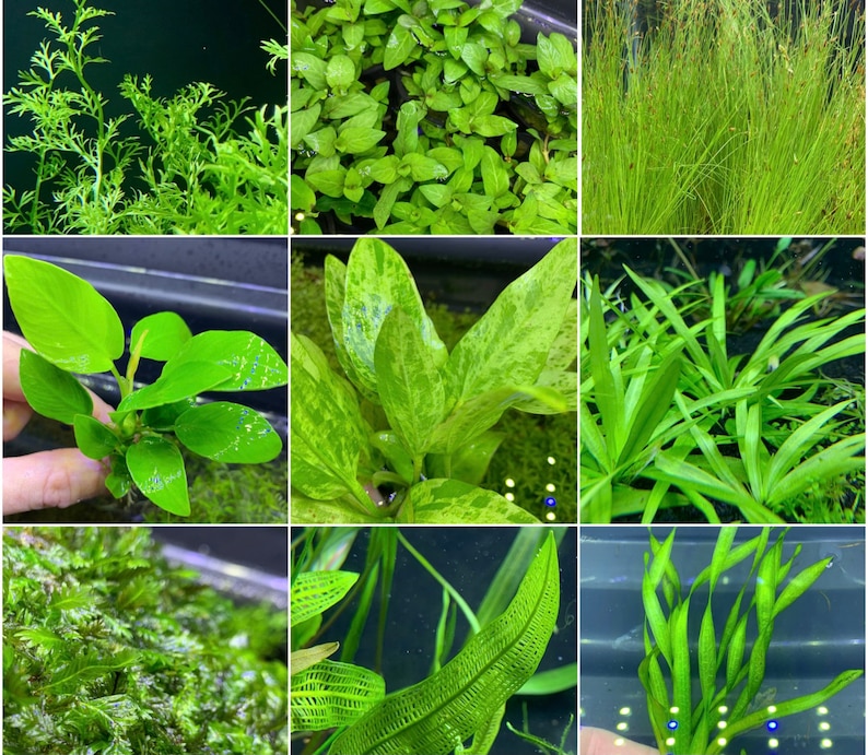 6 Premium Green Plants Assorted Pack Live Aquarium Plants image 1