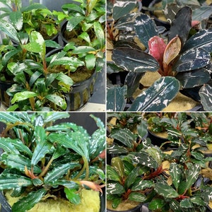 Bucephalandra sp.\"Variegata\" ① Bucephalandra Variegated | AquaticMotiv