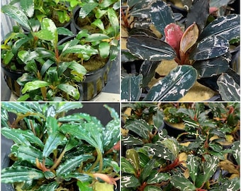 Bucephalandra 4 pack Assorted Pots - Buce Live Aquarium Plant AquaScape Hardy Plant