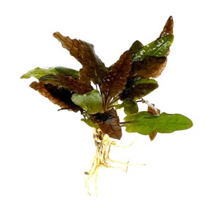 Puede incluir: Un manojo de plantas acu&aacute;ticas marrones y verdes con ra&iacute;ces. La planta tiene un tono marr&oacute;n rojizo y es una opci&oacute;n popular para acuarios.