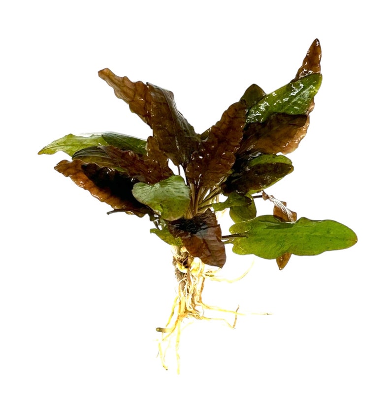 Puede incluir: Un manojo de plantas acu&aacute;ticas marrones y verdes con ra&iacute;ces. La planta tiene un tono marr&oacute;n rojizo y es una opci&oacute;n popular para acuarios.