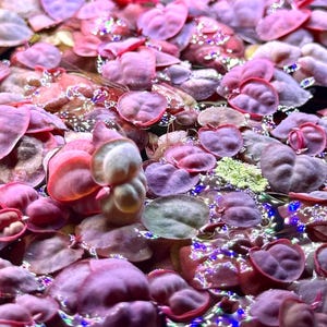 May include: A close-up of a cluster of small, heart-shaped leaves in shades of pink, purple, and green. The leaves are submerged in water, creating a shimmering effect.