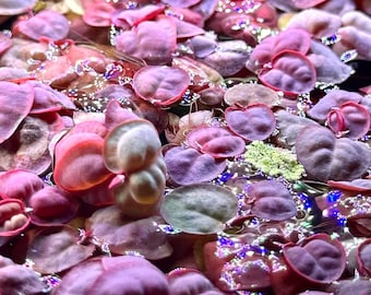 Red Root Floaters (Phyllanthus Fluitans) - BUY3GET1FREE - Live Pond Aquarium Floating Plant