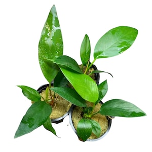 Anubias 3 Pack (Assorted Anubias) - Live Aquarium Plants