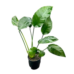 May include: A green potted plant with large, glossy leaves. The plant is in a black plastic pot.