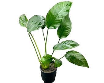 Anubias Barteri Striped POT - BUY3GET1FREE - Live Aquarium Plant AquaScape