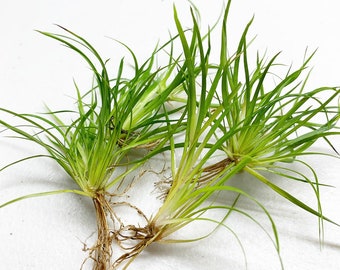 Juncus Repens Portion - Live Foreground Aquarium Plants